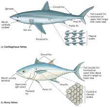 Hewan Vertebrata Pengertian Ciri Ciri Klasifikasi Vs Invertebrata Contoh