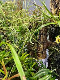 Image result for Taeniophyllum