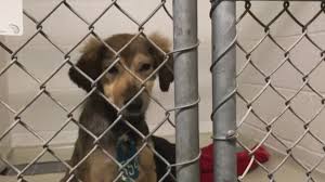 Pet adoption service in mexico city, mexico. Photos Big Turnout At Harris Co Animal Shelter After Story Goes Viral Cbs19 Tv