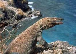 Hello friends and welcome to a new happy learningvideo. The Komodo Dragon Creature Features