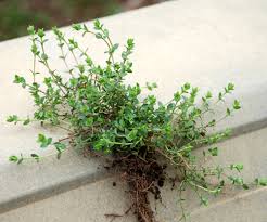 Image result for Cliffortia serpyllifolia