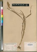 Image result for Carex conferta