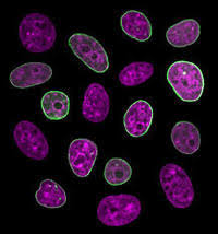 The 100% student engagement platform. Plant And Animal Cells Science Quiz Quizizz