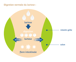 Lactose Les 8 Questions Les Plus Frequentes Dilea