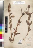 Image result for Lysimachia ruhmeriana