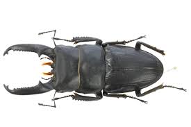 パラワン クワガタ