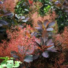 Find the perfect smoke bush stock photos and editorial news pictures from getty images. Grace Smoke Tree Finegardening