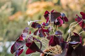 Some oxalis will bloom all year if given enough light. Oxalis Plant Care Uk