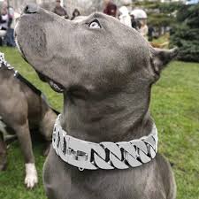 Image result for why pitbull heavy chain