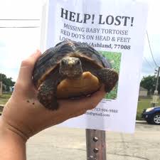 What To Do When Your Pet Turtle Goes Missing Love Feathers Shells