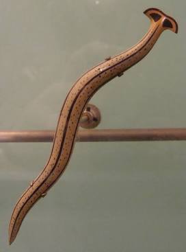 The distinctive shovel-shaped head of the hammerhead worm makes it instantly recognizable among terrestrial invertebrates., AI generated