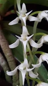 Image result for Cyrtorchis praetermissa