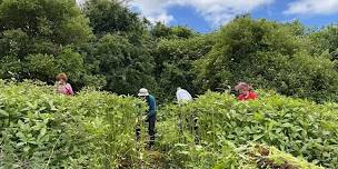 Himalayan Balsam Pulling at Wellow Brook Walk