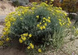 Image result for Senecio latifolius