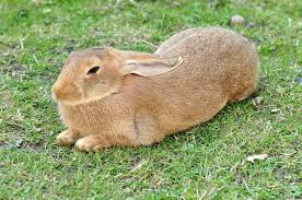 Domestic Rabbit Wikipedia