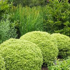 Pittosporum (pittosporum tenuifolium) 'abbotsbury gold'. Go Gardening Helping New Zealand Grow Garden Inspiration Tips And Advice From The Expert