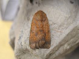 Image result for Noctua interjecta