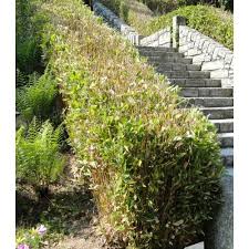 Image result for Shibataea