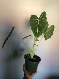 Alocasia Frydek Plants Indoor Plants Plant Lady