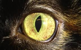 Viral in cats including diagnosis and symptoms, pathogenesis, prevention, treatment, prognosis and more. Canine And Feline Uveitis Veterinary Clinics Small Animal Practice