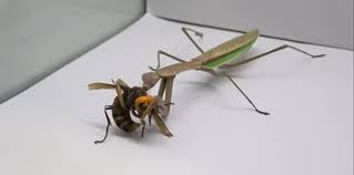 Segundo cientistas do departamento de agricultura do estado de washington (wsda, na sigla em inglês), as vespas mandarinias são as maiores do . So Louva A Deus Na Causa Video Mostra Vespa Assassina Sendo Devorada Em Segundos Jornal Correio