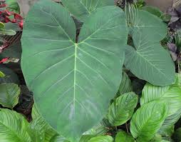 Grow elephant ears in slightly acidic soil in partial shade. Elephant Ear How To Plant And Grow Elephant Ear Plants The Old Farmer S Almanac