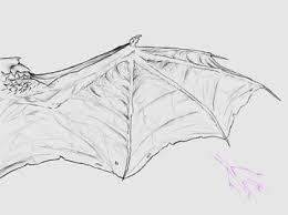 Welcome to my how to draw wings tutorial. Taking Flight A Beginner S Guide Into Drawing Wings