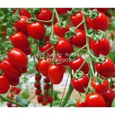 Pemisahan biji ada tiga metode pemisahan tergantung pada kuantitas dan temperatur. Rare Seed Biji Benih Tomato Ceri Jambak Cerry Tomato Rare Seed 5 Shopee Malaysia