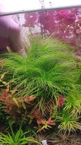 Image result for Eriocaulon setaceum