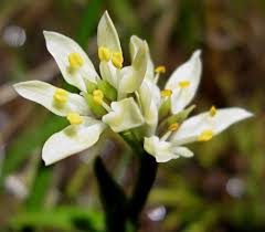 Image result for Wurmbea