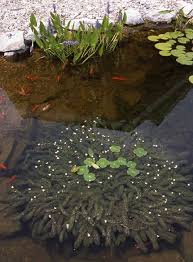 Pond plants provide the same advantages to the pond as plants do to the world at large the overall look of one's pond will determine to the most significant degree the plants which are appropriate. Small Plants For Small Ponds About The Garden Magazine