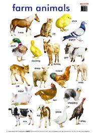 Animals With Their Homes Yahoo Image Search Results Farm Animals List Animals Name In English List Of Animals