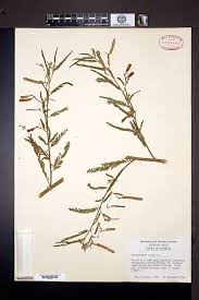 Image result for Aeschynomene nodulosa