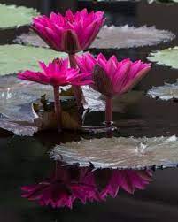 Pin On Pond Plants