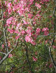 While light pink flowers offer an airy feel and can act as a neutral, bright or hot pink blooms bring on the drama. Hot Pink Flowering Trees Photograph By The Art Of Marilyn Ridoutt Greene