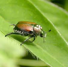Parasite On Japanese Beetle Istocheta Aldrichi Japanese Beetles Outdoor Gardens Beetle