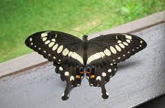 Image result for Pogonospermum ciliatum