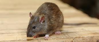 Wenn sie eine ratte in ihrem garten auf frischer tat ertappen, ist das kein gutes zeichen, denn die scheuen nager vermeiden den kontakt zu menschen. Ratten Im Garten Mit Diesen Mitteln Werden Sie Die Schadlinge Los