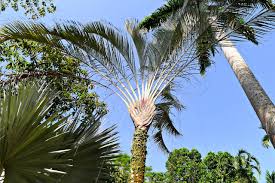 Image result for Dypsis decaryi