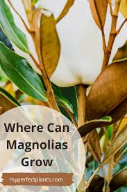 Magnolias can be deciduous or evergreen, and range in size from small shrubs to large trees. Pin On Trees We Love