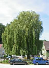 It was brought to the u.s. File Trauerweide Salix X Sepulcralis Jpg Wikimedia Commons