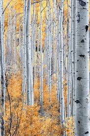 Birch Trees In Colorado Barcode Tree Photography Tree Art Watercolor Trees