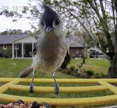 Visits from a bird in Burnsville, North Carolina