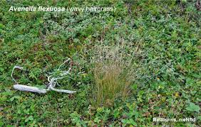 Image result for Avenella