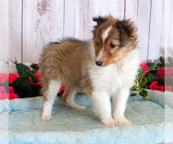 A little bit about shelties. Shetland Sheepdog Puppies For Sale Near Pittsburgh Pennsylvania Usa Page 1 10 Per Page Puppyfinder Com