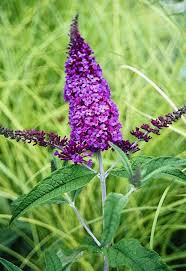 Image result for buddleia davidii