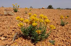 Image result for Gnidia