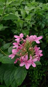 Image result for Ruspolia seticalyx