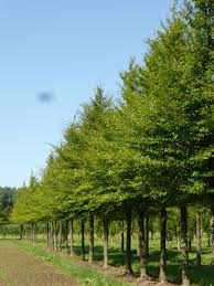 Image result for Fagus sylvatica