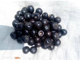 Image result for Vitex doniana